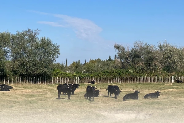 Camargue bulls resting in a sunny field